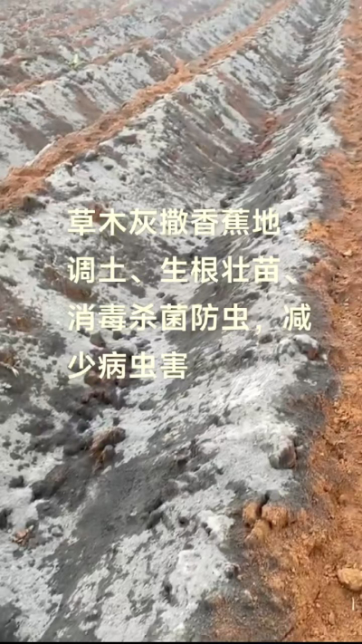 [太阳]纯植物草木灰源头厂家，草木灰广泛适用于各类农作物，是性价比很高的有机肥