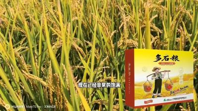 多石粮-谷物小分子有机酸，田间表现。
剑叶挺拔，灌浆饱，千粒重，上粮快。