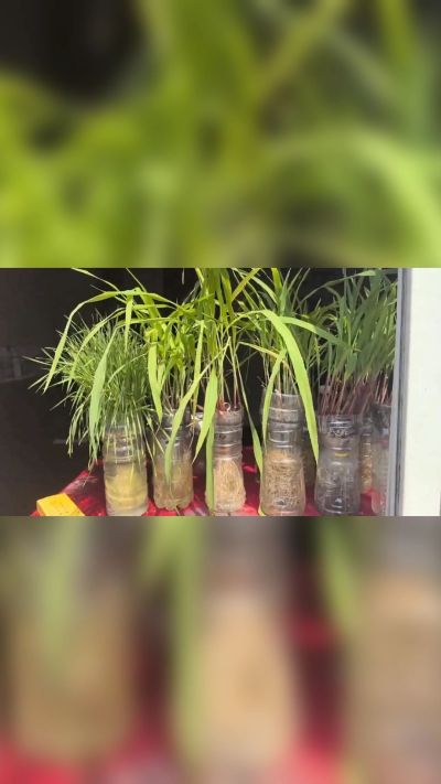 微生物菌剂，出厂前每克添加5亿微生物。最新实验生根育苗，保证不烧苗，促进毛细根增长，抑制病虫害，疏松土壤，保水保肥。近期需要用肥的老板提前联系，19331068337微信同步。