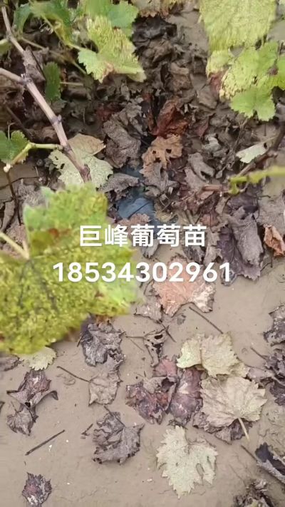 巨峰葡萄苗，一年扦插苗，苗圃基地直销！需要联系18534302961