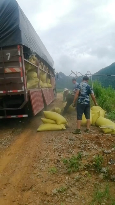 种植前先撒草木灰犁地，调节土壤，增加土壤肥力
#农业种植
