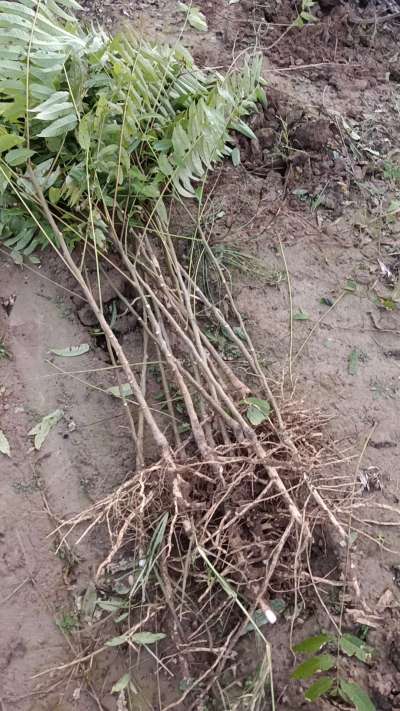 出售臭椿苗，巨峰葡萄苗。药用连翘苗，科研五号优质种苗，2/5年苗，药用连翘树，挂果树，全国包邮到家！财富密码18534302961