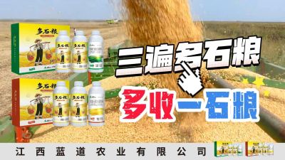 冬季种植，油菜，小麦，草莓等作物的，出现了除草剂药害，黄叶，僵苗，苗不长等问题，马上用多石粮，确保5天见到效果。