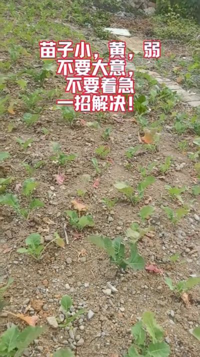 油菜苗子弱苗子小，就用多石粮，5天见效果。