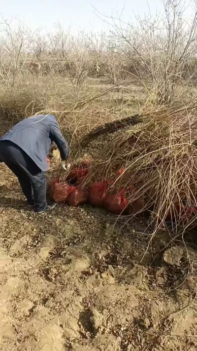 出售药用连翘苗，科研五号优质种苗，2/5年苗，药用连翘树，挂果树，全国包邮到家！财富密码18534302961出售药用连翘苗，科研五号优质种苗，2/5年苗，药用连翘树，挂果树，全国包邮到家！财富密码1