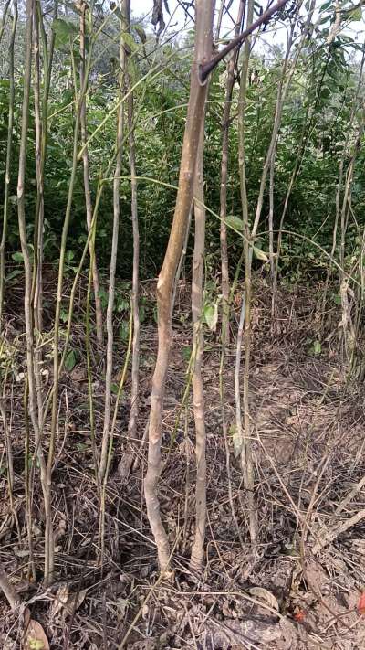 出售臭椿苗，巨峰葡萄苗。药用连翘苗，科研五号优质种苗，2/5年苗，药用连翘树，挂果树，全国包邮到家！财富密码18534302961