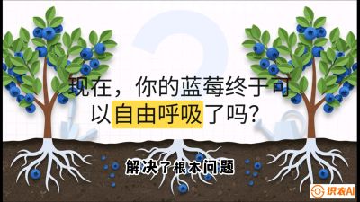 第3节：别把树&ldquo;憋死&rdquo;&mdash;&mdash;正确的定植与换盆手法,   课程：《蓝莓&ldquo;高产&rdquo;实战课：从选苗到丰收的10个关键点》