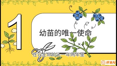 第6节：修剪决定产量（上）&mdash;&mdash;幼苗期与生长期修剪， 课程：《蓝莓&ldquo;高产&rdquo;实战课：从选苗到丰收的10个关键点》