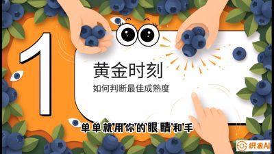 第10节：完美的&ldquo;果粉&rdquo;&mdash;&mdash;采摘时机与保鲜， 课程：《蓝莓&ldquo;高产&rdquo;实战课：从选苗到丰收的10个关键点》