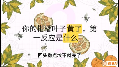 第一节：保命生死线&mdash;&mdash;黄龙病与木虱，课程：《柑橘十大病虫害：从入门到精通》