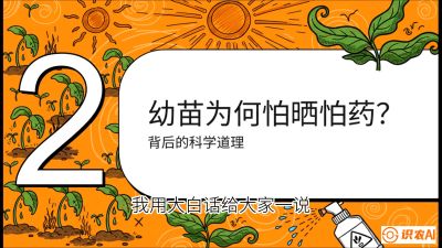 第02节：幼树管理&mdash;&mdash;&ldquo;防晒又防草，树势起得早&rdquo;，课程：《槟榔种植：从不懂到精通的10堂必修课》