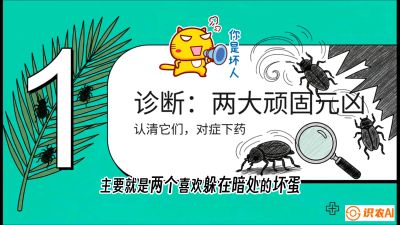 第06节：顽固虫害防治&mdash;&mdash;&ldquo;钻心虫与红蜘蛛，打准时间才服输&rdquo;《槟榔种植：从不懂到精通的10堂必修课》