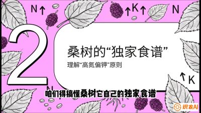 第04节：地下核动力&mdash;&mdash;桑树专用水肥一体化配方，课程：《桑海淘金：桑树高产与蚕桑安全进阶实战课》