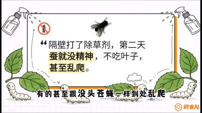 第05节：养蚕人的&ldquo;排雷战&rdquo;&mdash;&mdash;除草剂的生死禁忌，课程：《桑海淘金：桑树高产与蚕桑安全进阶实战课》