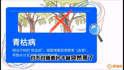第08节：看不见的杀手&mdash;&mdash;青枯病与萎缩病，课程：《桑海淘金：桑树高产与蚕桑安全进阶实战课》