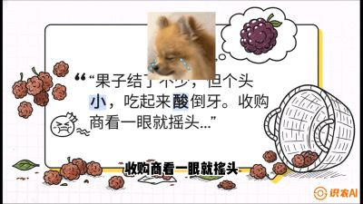 第10节：甜蜜的科学&mdash;&mdash;膨大、增甜与转色，课程：《桑海淘金：桑树高产与蚕桑安全进阶实战课》