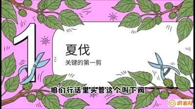 第11节：叶果双收&mdash;&mdash;特殊的夏伐与冬伐，课程：《桑海淘金：桑树高产与蚕桑安全进阶实战课》