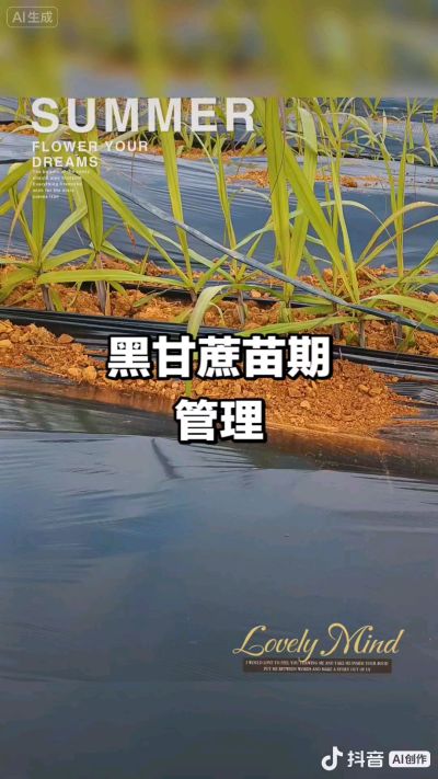 2025年11月份种下去的黑甘蔗苗