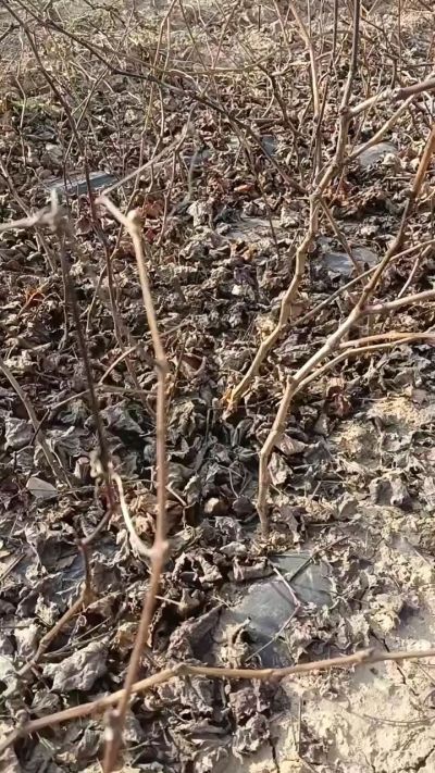 户太八号葡萄苗，一年扦插苗，需要联系，全国包邮到家。18534302961