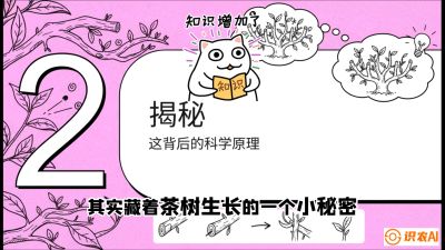 第04节（修剪篇）：树势复活术：从&ldquo;越剪越弱&rdquo;到&ldquo;枝繁叶茂&rdquo;的能量管理与夏秋茶逆袭，课程：《茶金时代：从&ldquo;看天吃饭&rdquo;到&ldquo;精准控局&rdquo;的茶叶高产提质实战课》