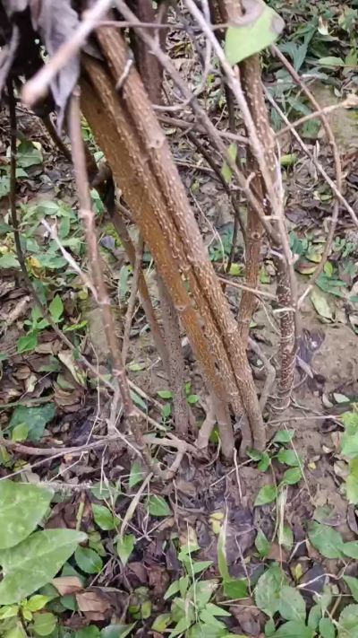 出售药用连翘苗，科研五号优质种苗，2/5年苗，药用连翘树，挂果树，全国包邮到家！财富密码18534302961出售药用连翘苗，科研五号优质种苗，2/5年苗，药用连翘树，挂果树，全国包邮到家！财富密码1