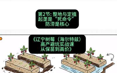 第二节： 整地与定植&mdash;&mdash;起垄是&ldquo;死命令&rdquo;，防涝是核心，课程：《辽宁树莓（海尔特兹）高产避坑实战课：从保苗到高价》