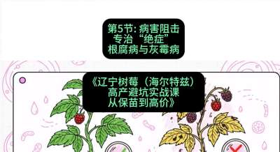 第五节： 病害阻击&mdash;&mdash;专治&ldquo;绝症&rdquo;根腐病与灰霉病，课程：《辽宁树莓（海尔特兹）高产避坑实战课：从保苗到高价》