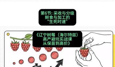 第六节： 采收与分级&mdash;&mdash;鲜食与加工的&ldquo;生死时速&rdquo;，课程：《辽宁树莓（海尔特兹）高产避坑实战课：从保苗到高价》