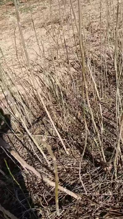 出售臭椿苗，巨峰葡萄苗。药用连翘苗，科研五号优质种苗，2/5年苗，药用连翘树，挂果树，全国包邮到家！财富密码18534302961