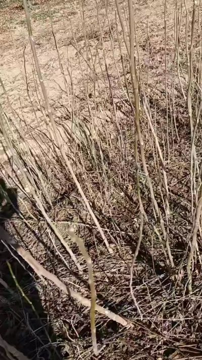 出售臭椿苗，巨峰葡萄苗。药用连翘苗，科研五号优质种苗，2/5年苗，药用连翘树，挂果树，全国包邮到家！财富密码18534302961