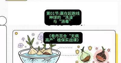 第01节：赢在起跑线&mdash;&mdash;种球的&ldquo;洗澡&rdquo;与&ldquo;消毒&rdquo;，课程：《卷丹百合&ldquo;无病高产&rdquo;植保实战课》#识农AI