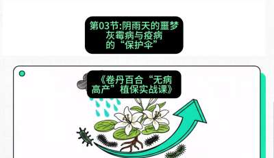 第03节：阴雨天的噩梦&mdash;&mdash;灰霉病与疫病的&ldquo;保护伞&rdquo;，课程：《卷丹百合&ldquo;无病高产&rdquo;植保实战课》#识农AI
