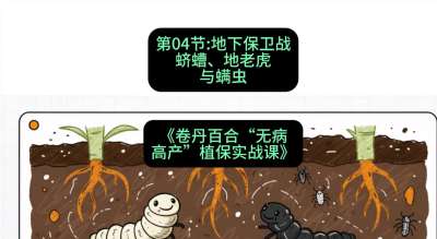 第04节：地下保卫战&mdash;&mdash;蛴螬、地老虎与螨虫 ，课程：《卷丹百合&ldquo;无病高产&rdquo;植保实战课》#识农AI