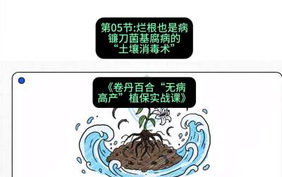 第05节：烂根也是病&mdash;&mdash;镰刀菌基腐病的&ldquo;土壤消毒术&rdquo; ，课程：《卷丹百合&ldquo;无病高产&rdquo;植保实战课》#识农AI