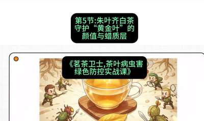 第05节：朱叶齐白茶&mdash;&mdash;守护&ldquo;黄金叶&rdquo;的颜值与蜡质层（重点），课程：《茗茶卫士&mdash;&mdash;茶叶病虫害绿色防控实战课》#识农AI
