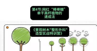 第04节：网红&ldquo;棒棒糖&rdquo;&mdash;&mdash;单干高杆植物的速成法，课程：《景观树木&ldquo;整形外科&rdquo;造型实战特训营》#识农AI