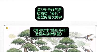 第05节：贵族气质&mdash;&mdash;松柏类&ldquo;云片&rdquo;造型的层次美学，课程：《景观树木&ldquo;整形外科&rdquo;造型实战特训营》#识农AI