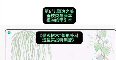 第06节：飘逸之美&mdash;&mdash;垂枝类与藤本植物的牵引术，课程：《景观树木&ldquo;整形外科&rdquo;造型实战特训营》#识农AI