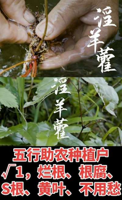 177，1907，0725，V 同号
1  老乡们！种淫羊藿不用乱买肥，咱这款专用肥，针对淫羊藿习性配的，壮苗防烂根，采收多卖钱，用过都回头！
2  咱种淫羊藿图的就是省心高产！专用肥薄肥勤施，苗不烧