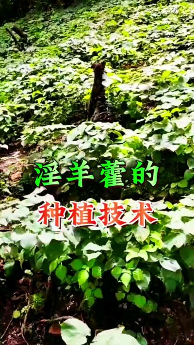 揭秘&ldquo;仙草&rdquo;淫羊藿的种植密码！耐严寒耐贫瘠，林下套种不占耕地，管理简单还能套种其他作物，一亩地的投入两亩地的收益～ 想返乡创业的赶紧码住！ #淫羊藿种植技术 #返乡创业项目 #药材种植指南 #农业新风