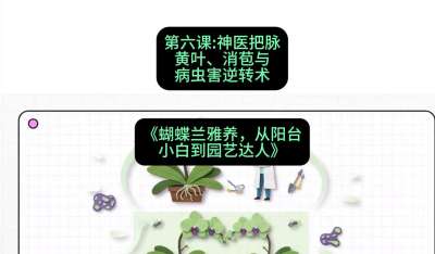 第六节：神医把脉：黄叶、消苞与病虫害逆转术，课程：《蝴蝶兰雅养六讲：从阳台小白到园艺达人》#识农AI