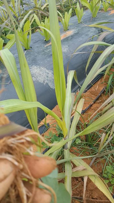 黑甘蔗种植下去，三个月。第一次追肥，