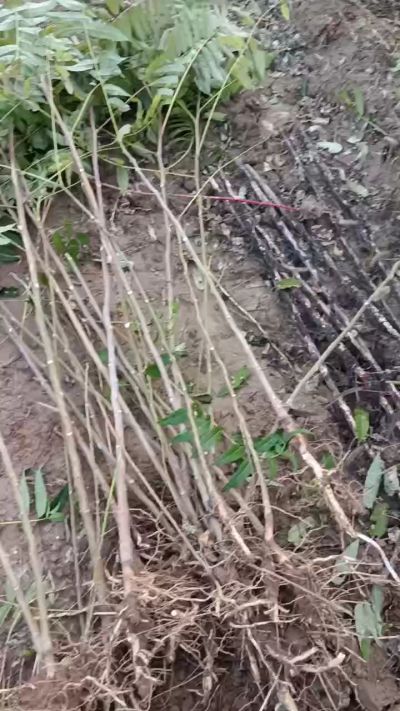 出售臭椿苗，巨峰葡萄苗。药用连翘苗，科研五号优质种苗，2/5年苗，药用连翘树，挂果树，全国包邮到家！财富密码18534302961