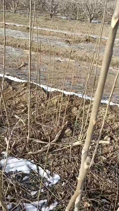 出售臭椿苗，巨峰葡萄苗。药用连翘苗，科研五号优质种苗，2/5年苗，药用连翘树，挂果树，全国包邮到家！财富密码18534302961