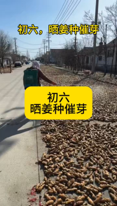 大年初六，晒姜种催芽