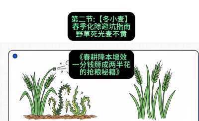 第二节：【冬小麦】春季化除避坑指南，野草死光麦不黄