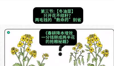 第三节：【冬油菜】只开花不结籽？两毛钱的&ldquo;救命药&rdquo;别省