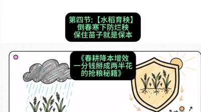 第四节：【水稻育秧】倒春寒下防烂秧，保住苗子就是保本