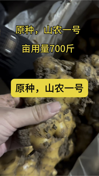 原种，山农一号