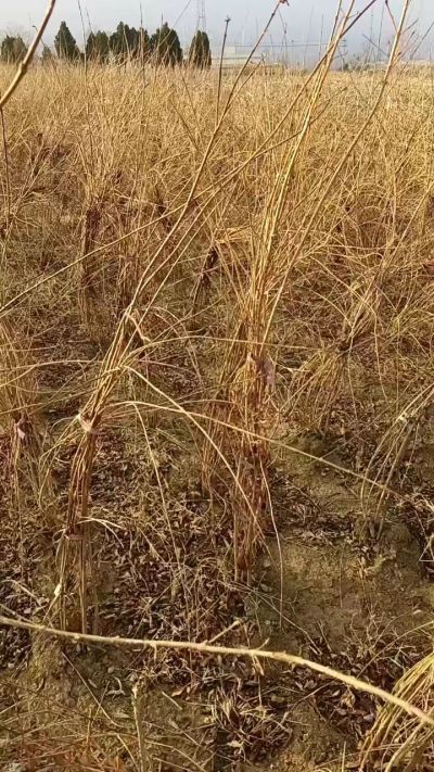 出售药用连翘苗，科研五号优质种苗，2/5年苗，药用连翘树，挂果树，全国包邮到家！财富密码18534302961出售药用连翘苗，科研五号优质种苗，2/5年苗，药用连翘树，挂果树，全国包邮到家！财富密码1